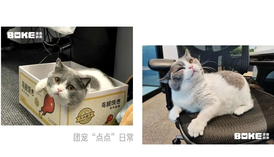 猫咖都不香了？玩家沉迷游戏里撸猫，100多只猫有多治愈？